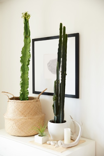Decorative cactus plants on a table